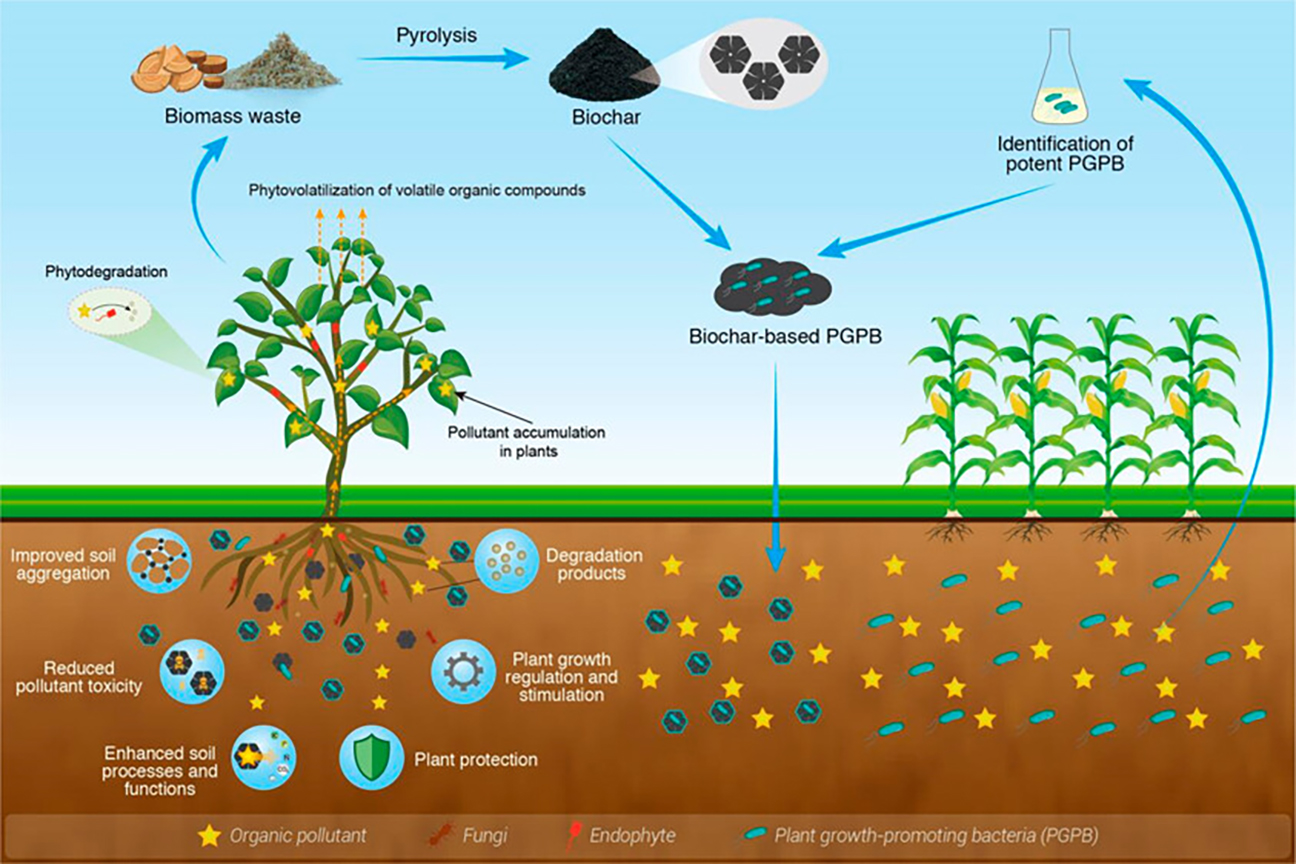 A look at genetically engineered soil microbes