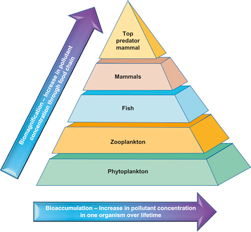 Bioaccumulation and biomagnification