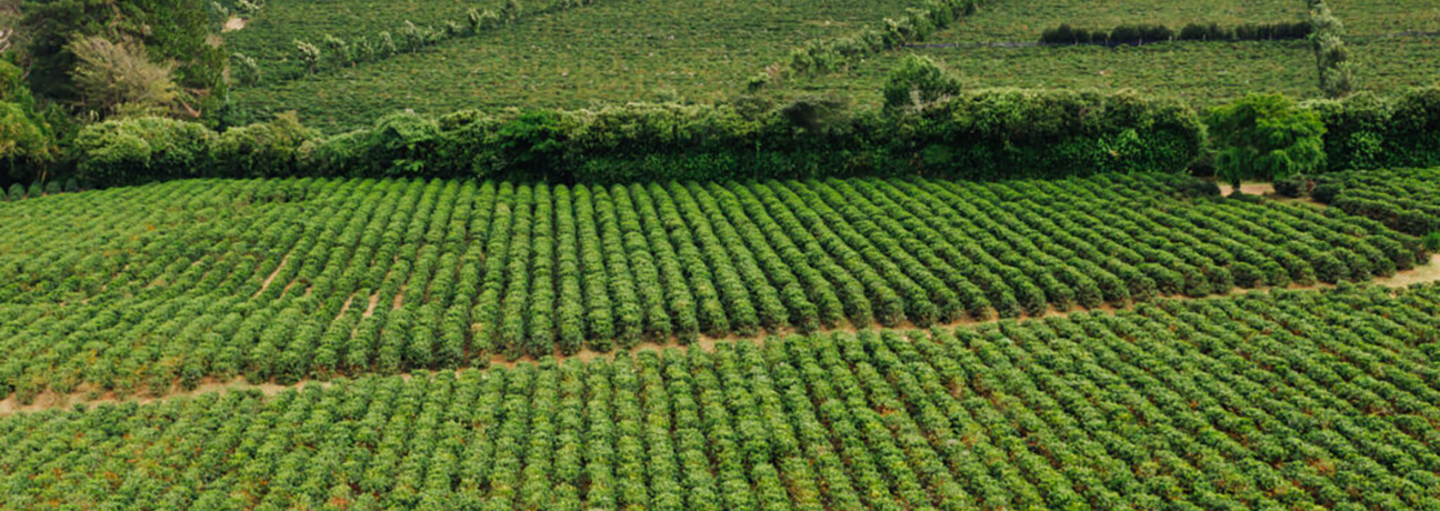 Climate-resistant coffee crops