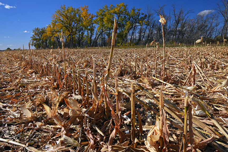 Corn Stover