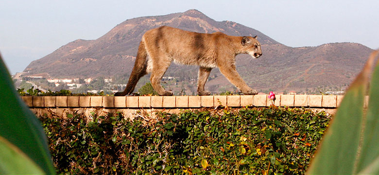 Cougar in Wildlife Corridors