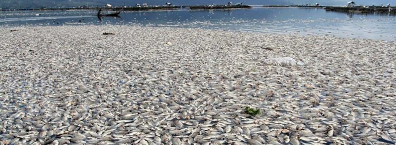 Ha Tinh massive fish die-off