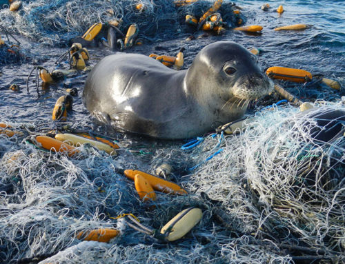 Tracing the Journey and Impact of Plastic Pollution