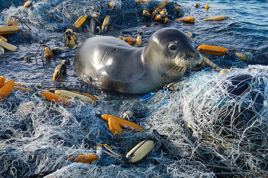 Impact of Plastic Pollution