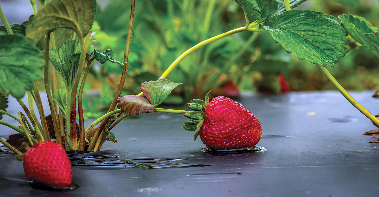 Plastic Waste and Strawberry Farming