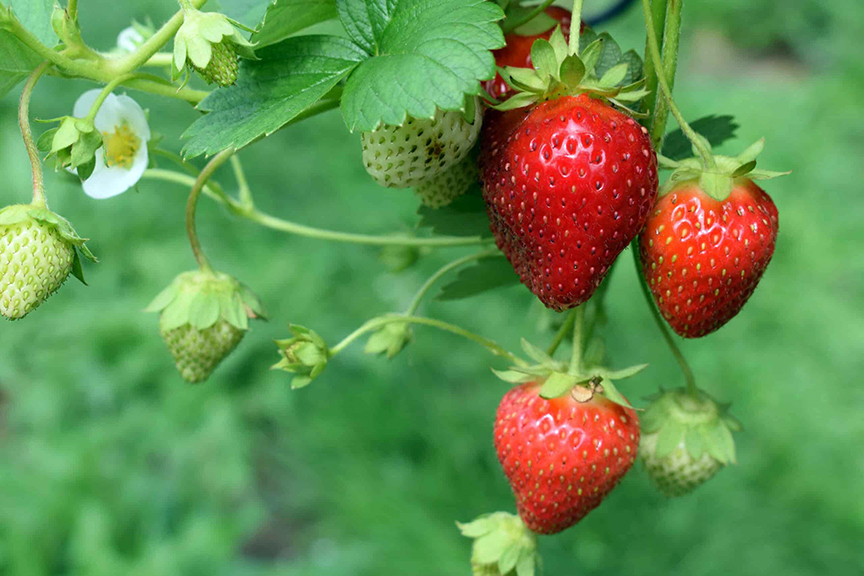 Strawberry Farming