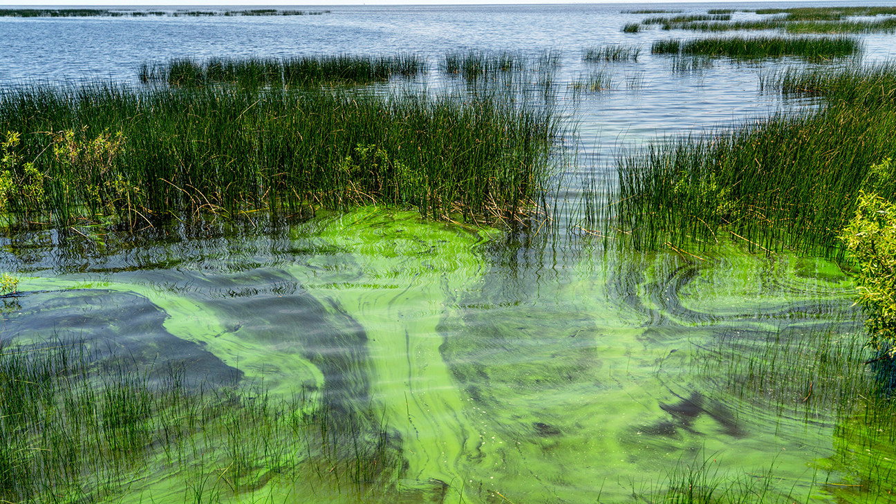 US lakes algae blooms