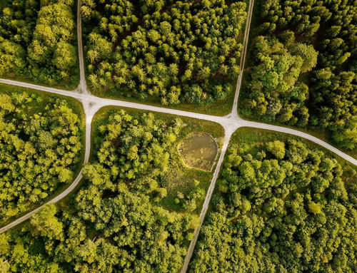 Harnessing Urban Greening: A Sustainable Path to Carbon Neutrality