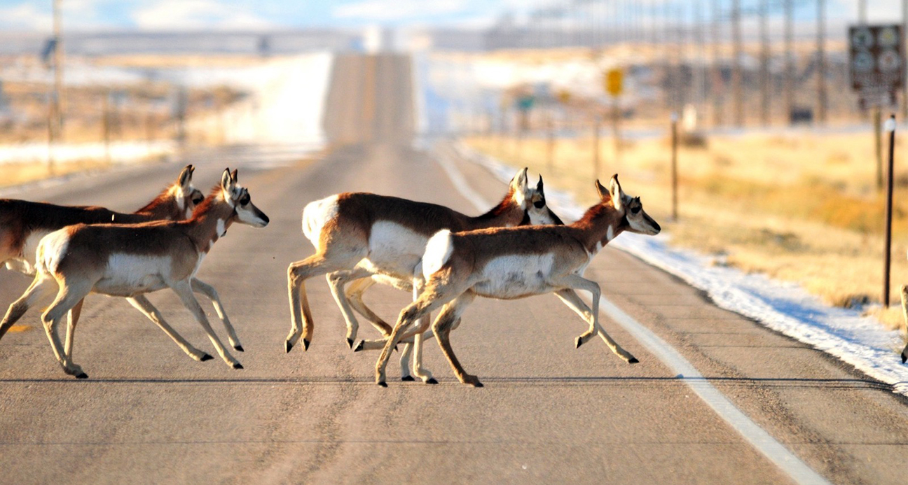 wildlife corridors